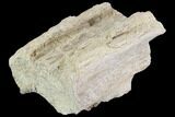 Tylosaurus Jaw Section - Smoky Hill Chalk, Kansas #91068-1